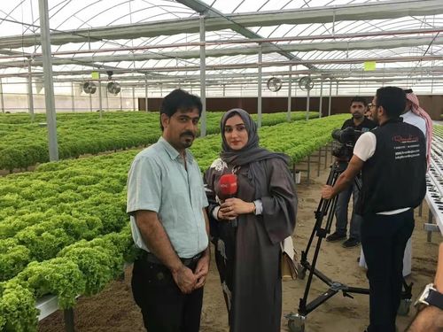 Latest company case about Greenhouse project in Saudi Arabia