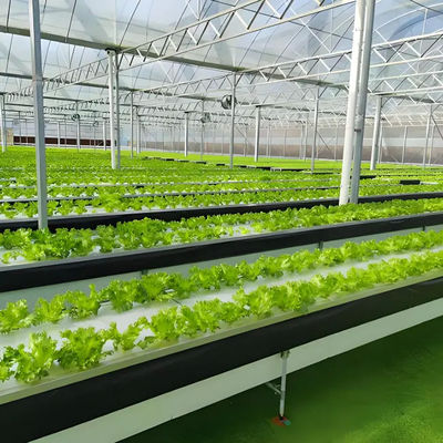 Agricultural Multispan Venlo Greenhouse Complete Hydroponic Nft Greenhouse