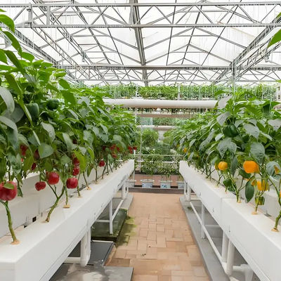 New Products Intelligent Modern systems Farming Venlo Greenhouse Structure design