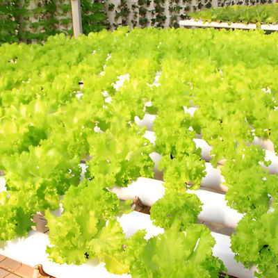 Strong type greenhouse for plants greenhouse Polycarbonate greenhouse for sale