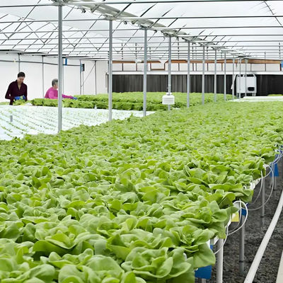Agricultural Multispan Venlo Greenhouse Complete Hydroponic Nft Greenhouse