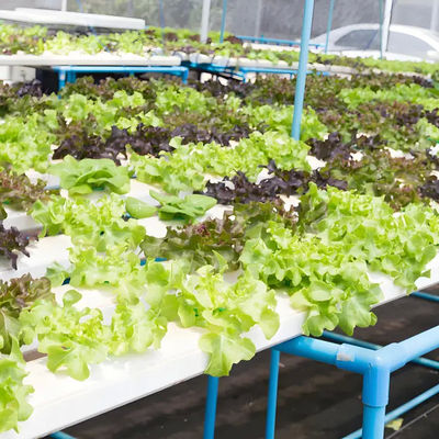 Aluminum profile customized greenhouse energy-saving Venlo stype glass polycarbonate greenhouse