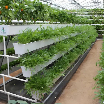 Venlo Glass Greenhouse for Flower Growing with Substrate Culture