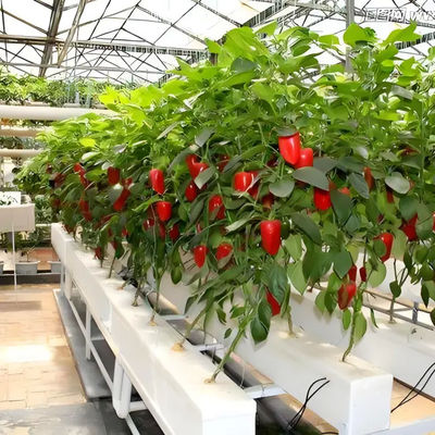 Strong type greenhouse for plants greenhouse Polycarbonate greenhouse for sale