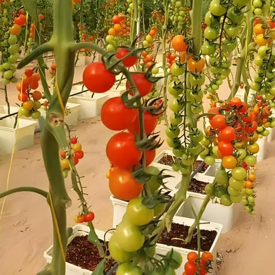 Venlo type Dutch type multi-span agricultural glass greenhouse 