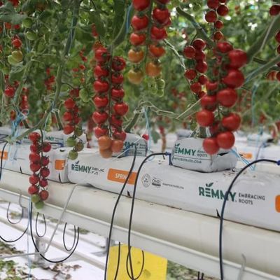 Venlo Glass Greenhouse for Tomato Cultivation