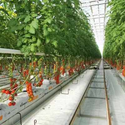 Strong Structure Galvanized Venlo Type Greenhouse Commerical Green House