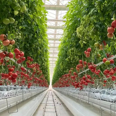 Agricultural Polycarbonate Greenhouse Venlo Dutch Greenhouse System for vegetables