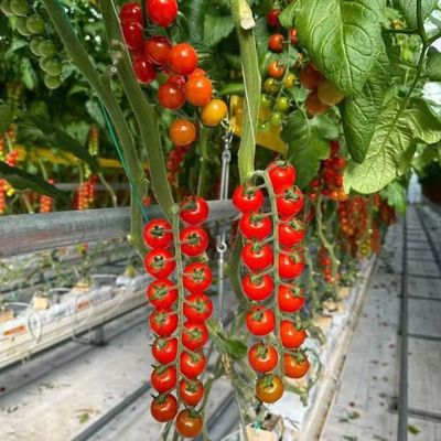 Reasonable price Galvanized steel structure Venlo type glass greenhouse polycarbonate greenhouse