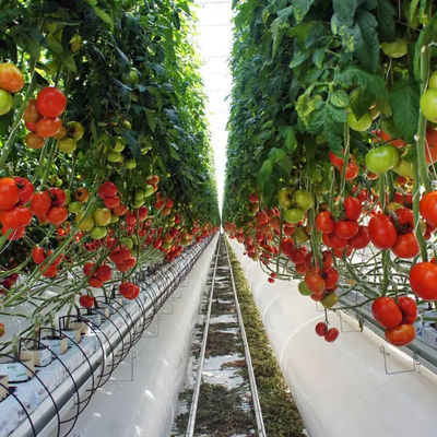 Energy-Saving Smart PC Sheet Venlo Tomato Greenhouse