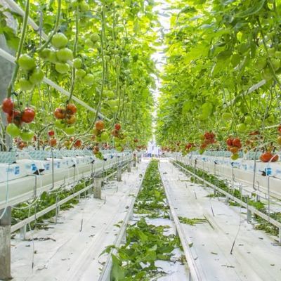 Intelligent Venlo Glass Greenhouse For Tomato Strawberry Growing Turnkey Project
