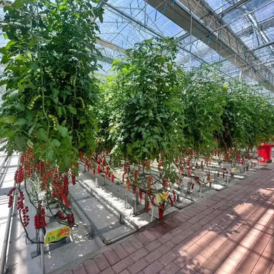 Wasserdichtes Indoor-Tomaten-Venlo-Gewächshaus-Geschäft zu verkaufen. Montage des Hydrokultursystems erforderlich. Gewächshaus