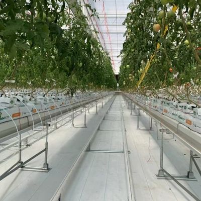 Intelligent Venlo Glass Greenhouse For Tomato Strawberry Growing Turnkey Project