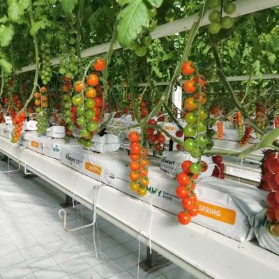 Agriculture Polycarbonate Venlo Type Greenhouse For Planting Tomatoes