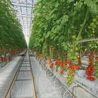 Modern Venlo Greenhouse Farming Commercial Glass Greenhouse With Galvanized Steel Frame