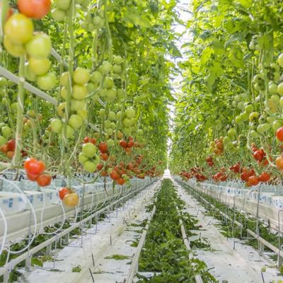 Greenhouse Quality Agricultural Greenhouse Hydroponics Dutch Venlo Polycarbonate Greenhouse For Tomato flower And Cucumber