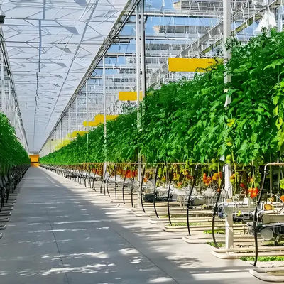 Multi Span Metel frame Smart type Venlo Polycarbonate Greenhouse for Agricultural