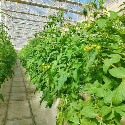 Fully Automatic Dutch Venlo Greenhouse Double layered with Evaporative Cooling