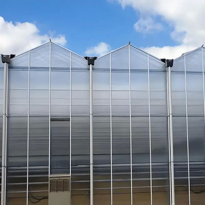 Hot Sale Agriculture Greenhouse Technology Multi-Span Polycarbonate Greenhouse With Hydroponic Growing Systems