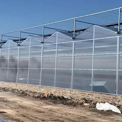 Professional Commercial Greenhouse Venlo Dutch Polycarbonate Greenhouse for fruit vegetable flower planting