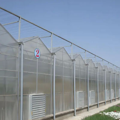 Agriculture Polycarbonate Venlo Type Greenhouse For Planting Tomatoes