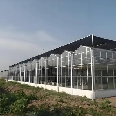 Greenhouse Commercial Greenhouse flower seedling vegetable Agricultural Frame venlo polycarbonate greenhouse