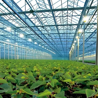 Fully Automatic Dutch Venlo Greenhouse Double layered with Evaporative Cooling