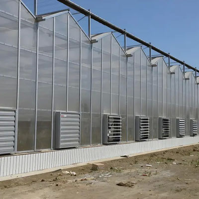 Greenhouse Hot Sale Tomato Green House Venlo Polycarbonate Hydroponics Greenhouse Frame For Sale