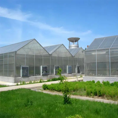 Hot Sale Agriculture Greenhouse Technology Multi-Span Polycarbonate Greenhouse With Hydroponic Growing Systems