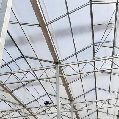Polycarbonate Venlo - Type Greenhouse for Celery Growth