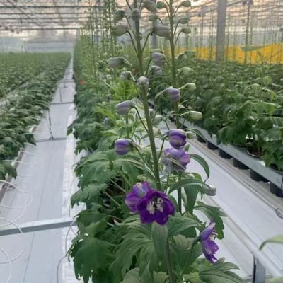 Greenhouse Commercial Greenhouse Multi-span Vegetable Seeding Agricultural Frame Venlo Polycarbonate Greenhouse