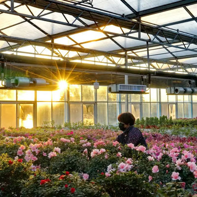 High - performance Venlo Glass Greenhouse for Bell Pepper  Growing