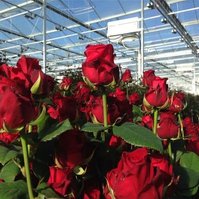 Commercial Automated agriculture Venlo style Greenhouse Invernadero Dutch type