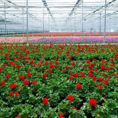 Nhà kính kính đa nhịp Venlo tùy chỉnh để trồng lan