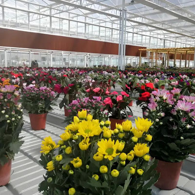 Professional Commercial Greenhouse Venlo Dutch Polycarbonate Greenhouse for fruit vegetable flower planting