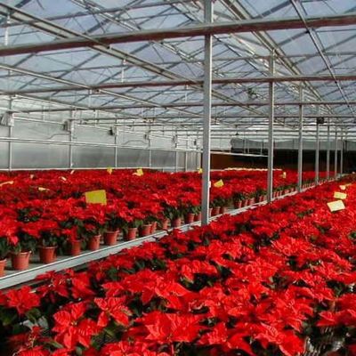 Greenhouse Commercial Greenhouse flower seedling vegetable Agricultural Frame venlo polycarbonate greenhouse