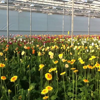 Modern Venlo Glass Greenhouse for Gerbera Daisy Cultivation