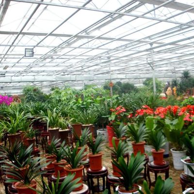 High - Quality Venlo Glass Greenhouse for Sunflower Growing