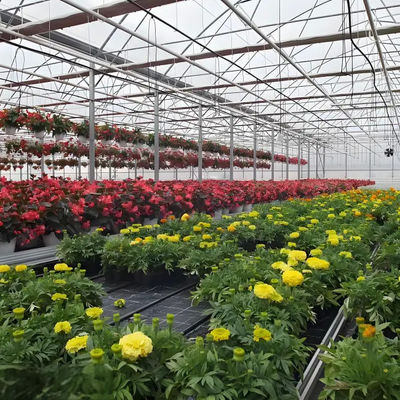 Lightweight Polycarbonate Venlo Greenhouse for Hydroponic  Petunia Cultivation