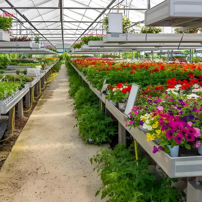 Lightweight Polycarbonate Venlo Greenhouse for Hydroponic  Petunia Cultivation