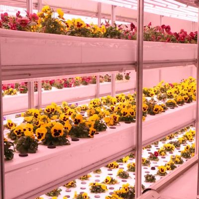 Aluminium Profile Venlo Type Greenhouse Steel Structure For Agricultural Planting