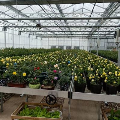 UV Resistant Mutli Span Flower Greenhouse Venlo Type Waterproof