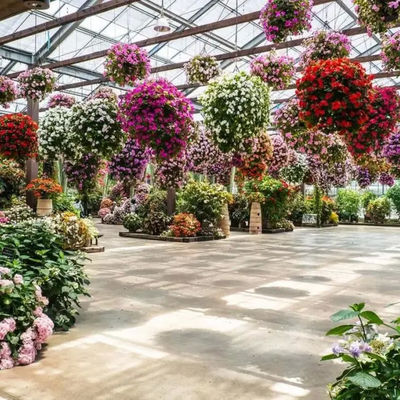 Venlo type Dutch type multi-span agricultural glass greenhouse 