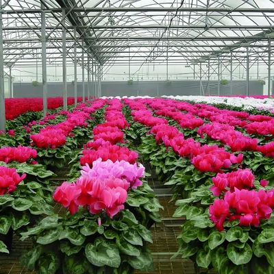 Modern Venlo Glass Greenhouse Of Plant Tomato Cucumbers Beautiful And Sturdy With High Wind Resistance