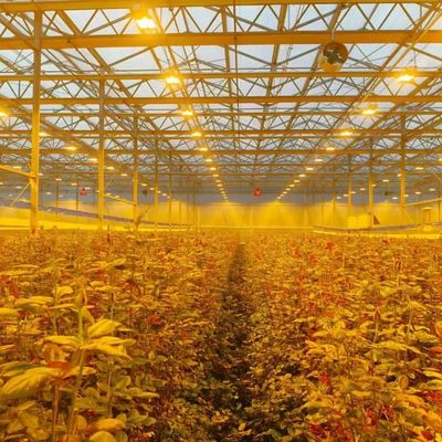 Professional Commercial Greenhouse Venlo Dutch Polycarbonate Greenhouse for fruit vegetable flower planting