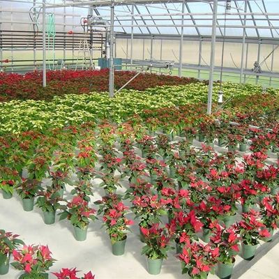 Polycarbonate Venlo Greenhouse for Flower Hydroponics Durable