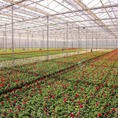 Nhà kính polycarbonate nông nghiệp loại Venlo - để trồng cây Pansy