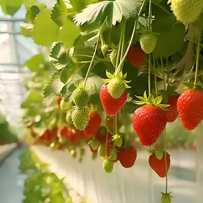 Fully Automatic Dutch Venlo Greenhouse Double layered with Evaporative Cooling