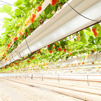 Custom - designed Venlo Multi - Span Glass Greenhouse for Strawberry Cultivation