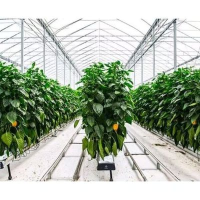 Venlo Glass Greenhouse for Pepper Cultivation High - Transparency